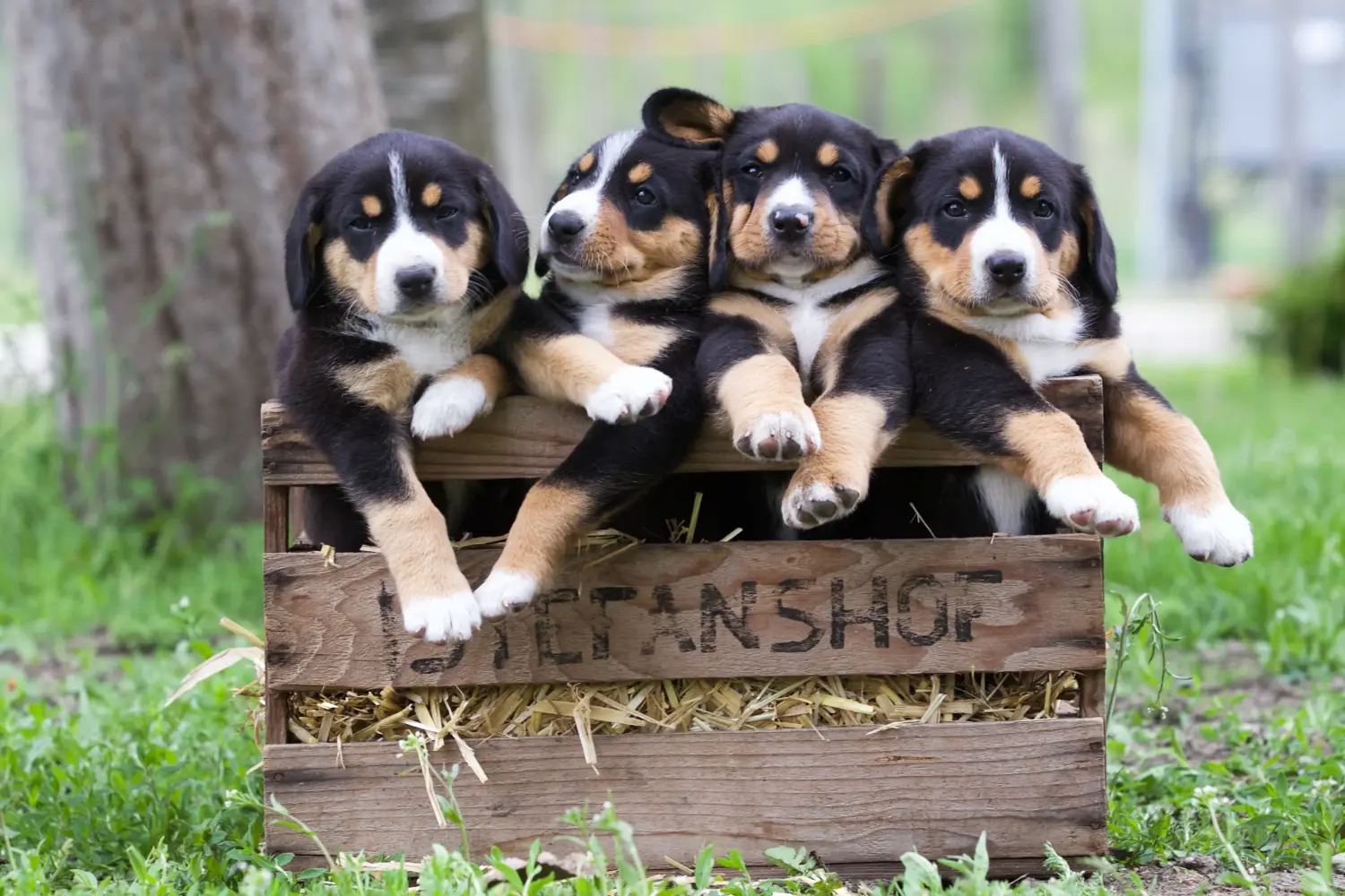 Egy Entlebuch hegyikutya kölyökkutya megvásárlása felelősségvállalást jelent! Vásároljon Entlebuch hegyikutya kölyköket.