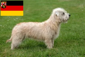 Read more about the article Irish Glen of Imaal Terrier tenyésztők és kiskutyák Rajna-vidék-Pfalzban