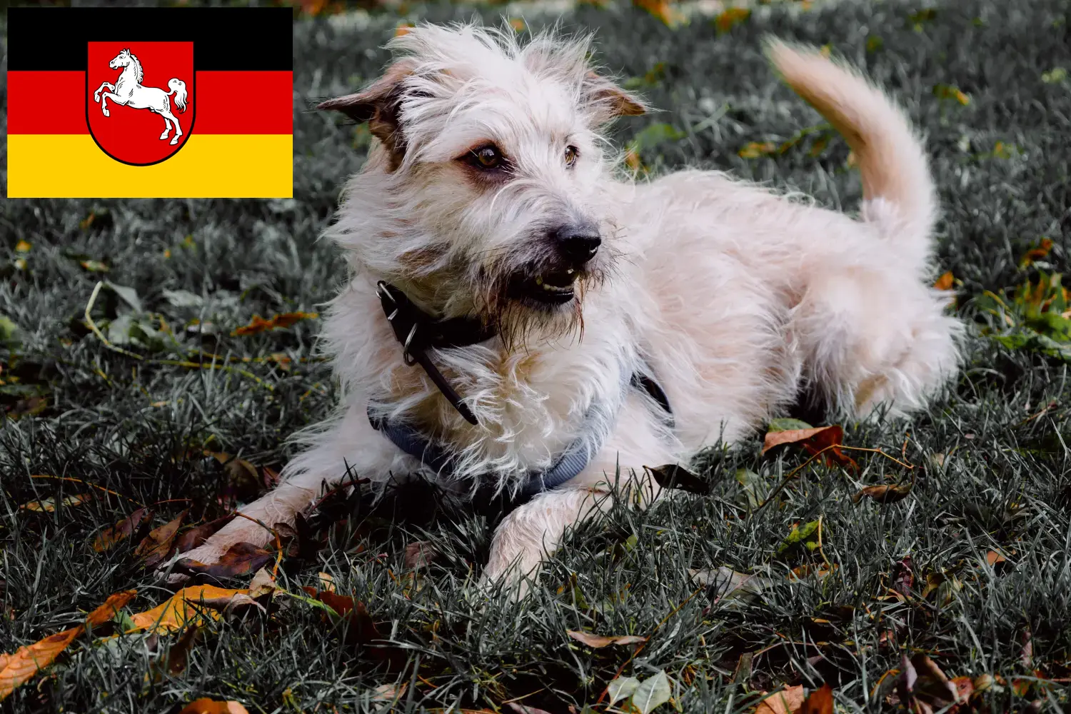 Irish Glen of Imaal Terrier kölyökkutyák és tenyésztők Alsó-Szászországban Találd meg itt az Imaal Terrier tenyésztők ír Glenjét Alsó-Szászországban.