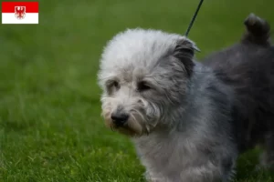 Read more about the article Irish Glen of Imaal Terrier tenyésztők és kölykök Brandenburgban