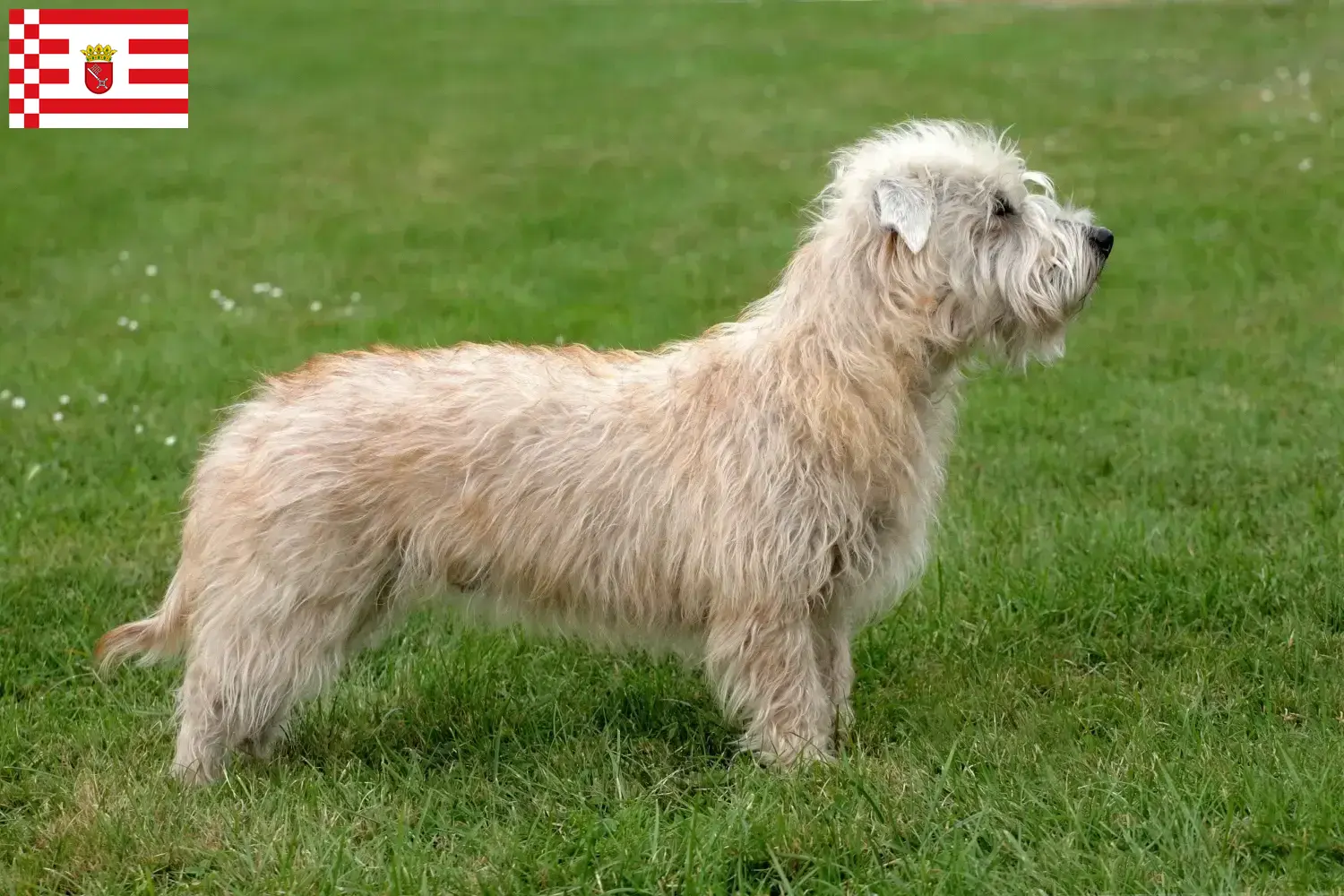 Irish Glen of Imaal Terrier kiskutyák és tenyésztők Bremen Itt találja meg az Irish Glen of Imaal Terrier tenyésztőket Brémában.
