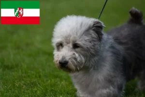 Read more about the article Irish Glen of Imaal Terrier tenyésztők és kiskutyák Észak-Rajna-Vesztfália területén