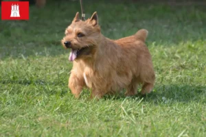 Read more about the article Irish Glen of Imaal Terrier tenyésztők és kiskutyák Hamburgban