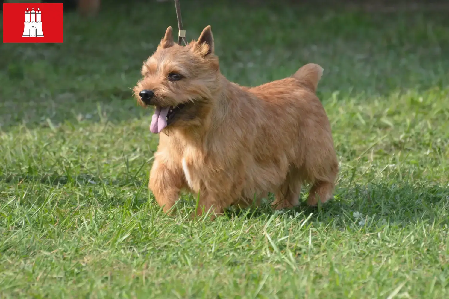Irish Glen of Imaal Terrier kölyökkutyák és tenyésztők Hamburg Itt találja meg az Irish Glen of Imaal Terrier tenyésztőket Hamburgban.