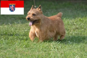 Read more about the article Irish Glen of Imaal Terrier tenyésztők és kiskutyák Hessenben