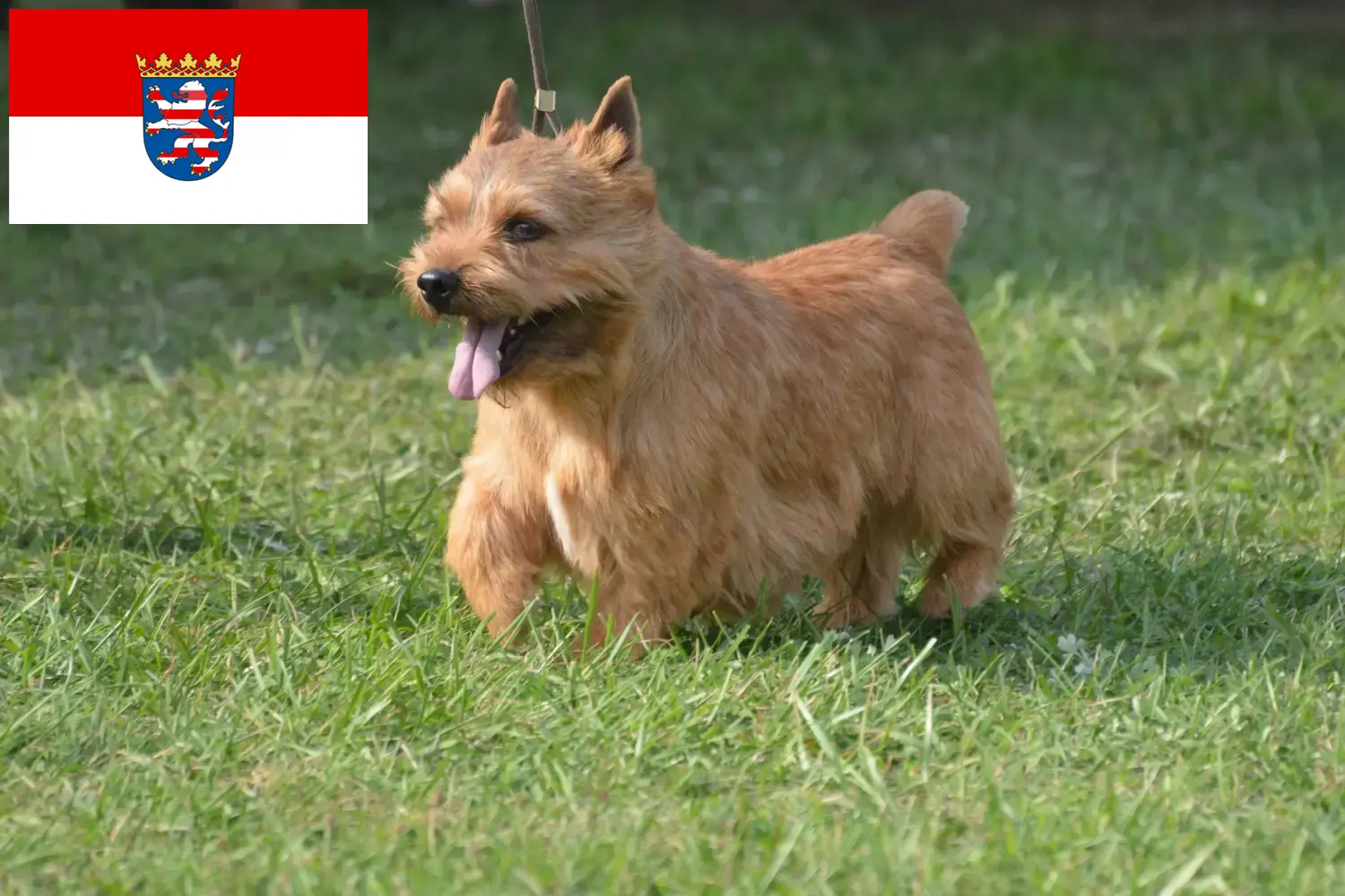 Irish Glen of Imaal Terrier kiskutyák és tenyésztők Hessen Itt találja meg az Irish Glen of Imaal Terrier tenyésztőket Hessenben.
