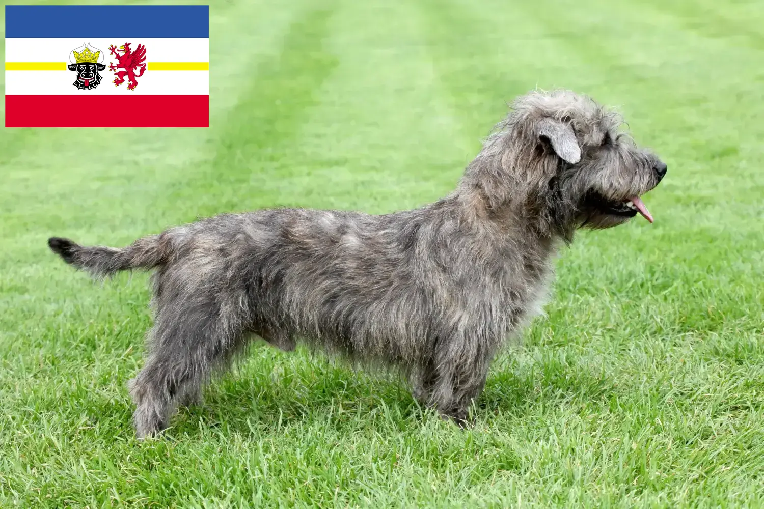 Irish Glen of Imaal Terrier kiskutyák és tenyésztők Mecklenburg-Vorpommern tartományban Találd meg itt az ír Glen of Imaal Terrier tenyésztőket Mecklenburg-Elő-Pomeránia területén.