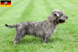 Read more about the article Irish Glen of Imaal Terrier tenyésztők és kiskutyák Saar-vidéken