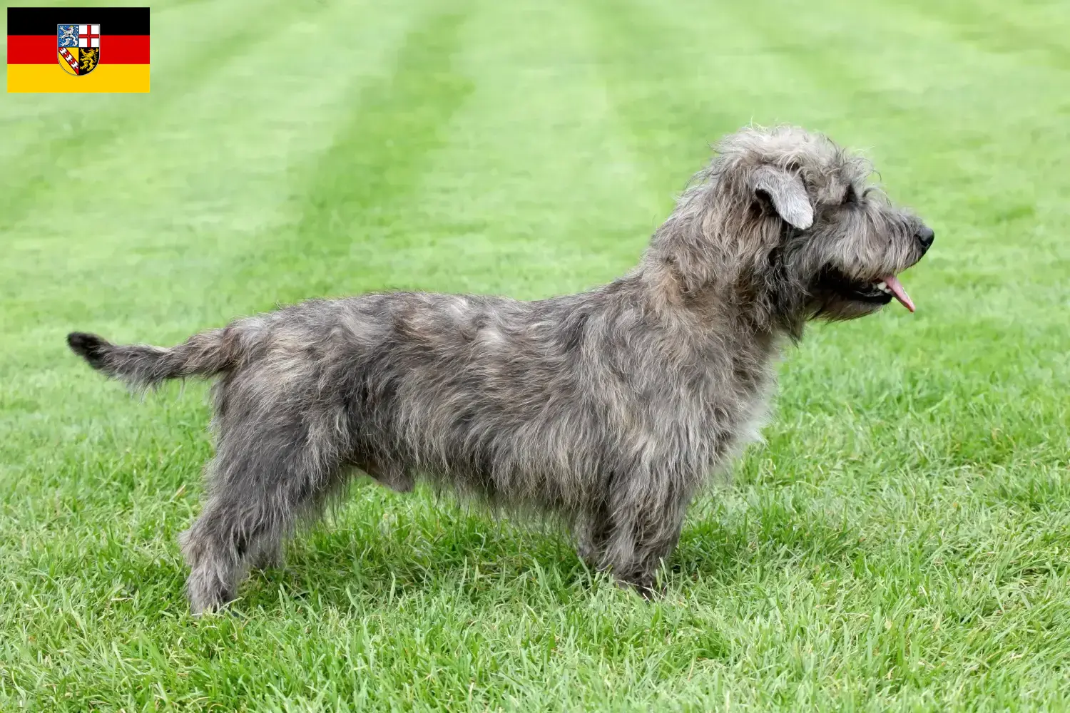 Irish Glen of Imaal Terrier kiskutyák és tenyésztők Saarland Találd meg itt az Irish Glen of Imaal Terrier tenyésztőket Saar-vidéken.