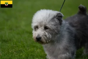 Read more about the article Irish Glen of Imaal Terrier tenyésztők és kiskutyák Szász-Anhaltban