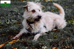 Read more about the article Irish Glen of Imaal Terrier tenyésztők és kiskutyák Szászországban