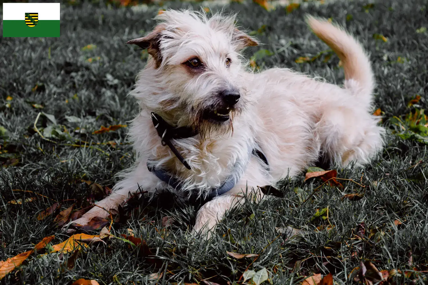 Irish Glen of Imaal Terrier kiskutyák és tenyésztők Szászország Találd meg itt az Irish Glen of Imaal Terrier tenyésztőket Szászországban.