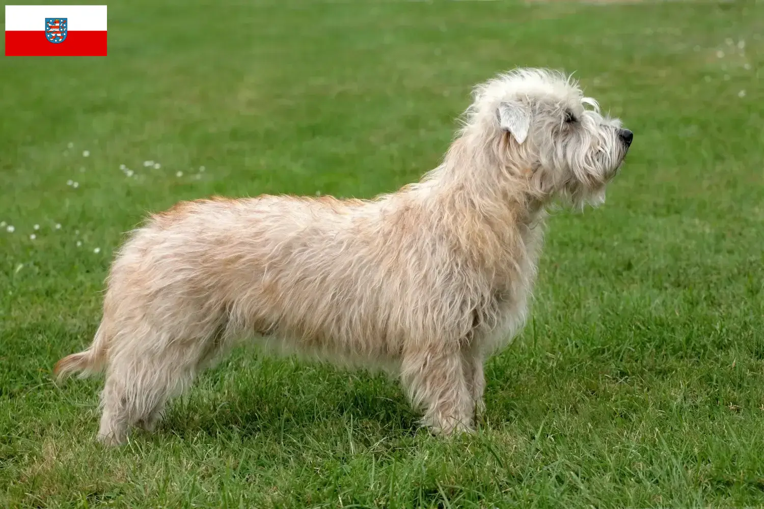 Irish Glen of Imaal Terrier kiskutyák és tenyésztők Thüringia Találd meg itt az Imaal Terrier tenyésztők ír Glenjét Türingiában.