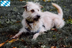Read more about the article Irish Glen of Imaal Terrier tenyésztők és kiskutyák Bajorországban