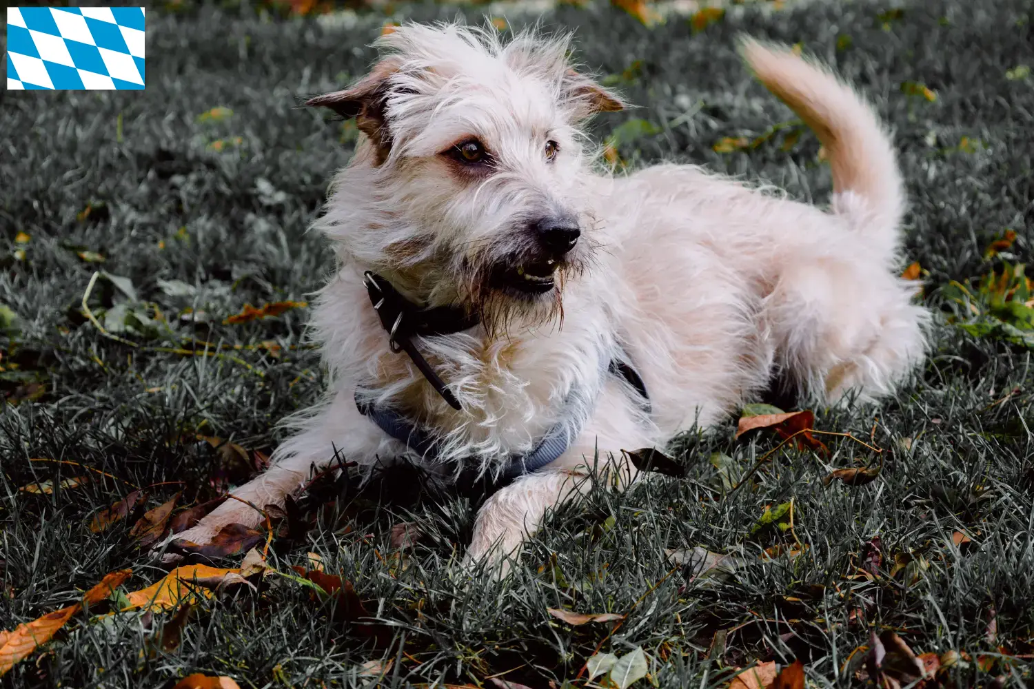 Irish Glen of Imaal Terrier kiskutyák és tenyésztők Bajorország Bajorországi ír Glen of Imaal terrier tenyésztőket itt találsz.