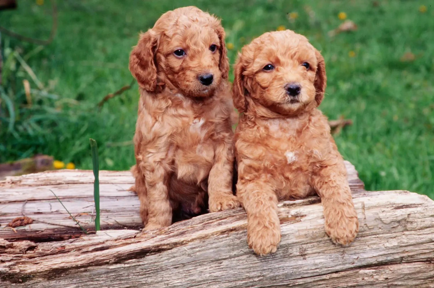 Labradoodle kölyökkutya vásárlása felelősségvállalást jelent! Labradoodle kiskutyák vásárlása.