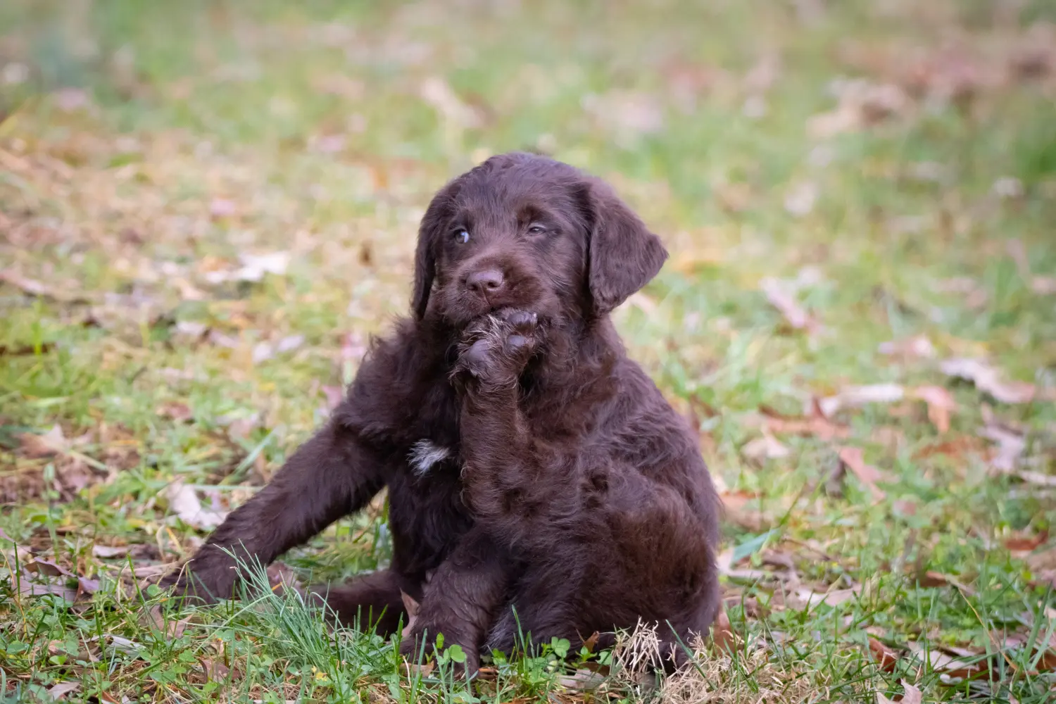 Labradoodle kölyökkutya vásárlása felelősségvállalást jelent! Labradoodle kiskutyák vásárlása.
