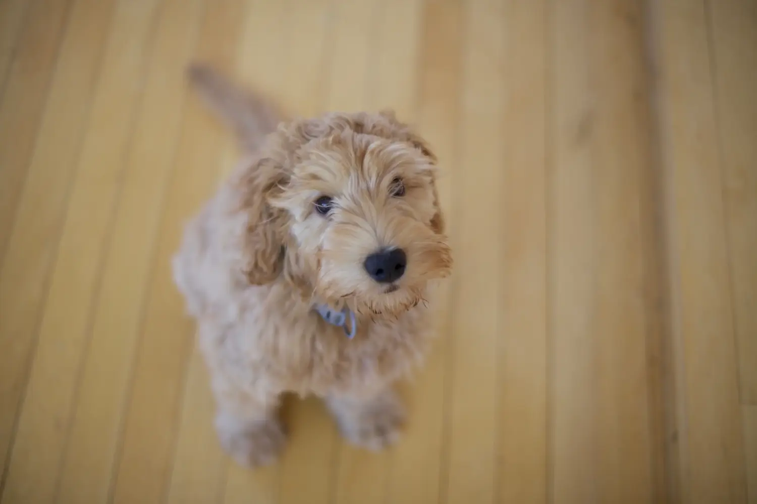 Labradoodle kölyökkutya vásárlása felelősségvállalást jelent! Labradoodle kiskutyák vásárlása.
