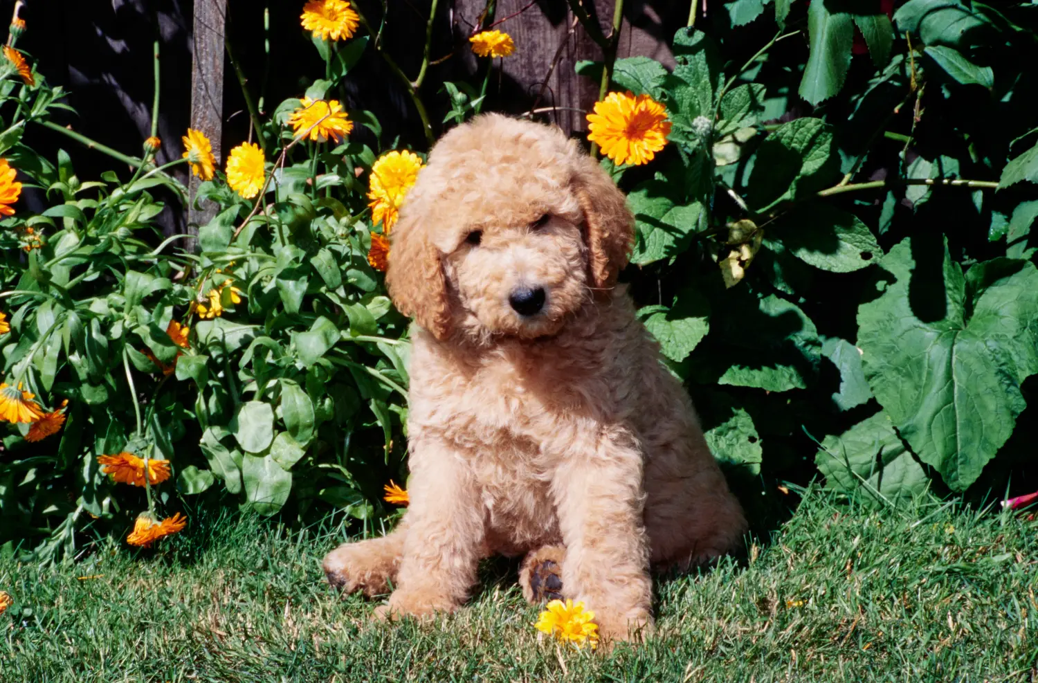 Labradoodle kölyökkutya vásárlása felelősségvállalást jelent! Labradoodle kiskutyák vásárlása.