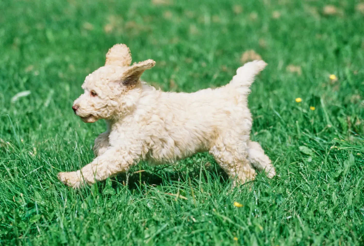 Labradoodle kölyökkutya vásárlása felelősségvállalást jelent! Labradoodle kiskutyák vásárlása.