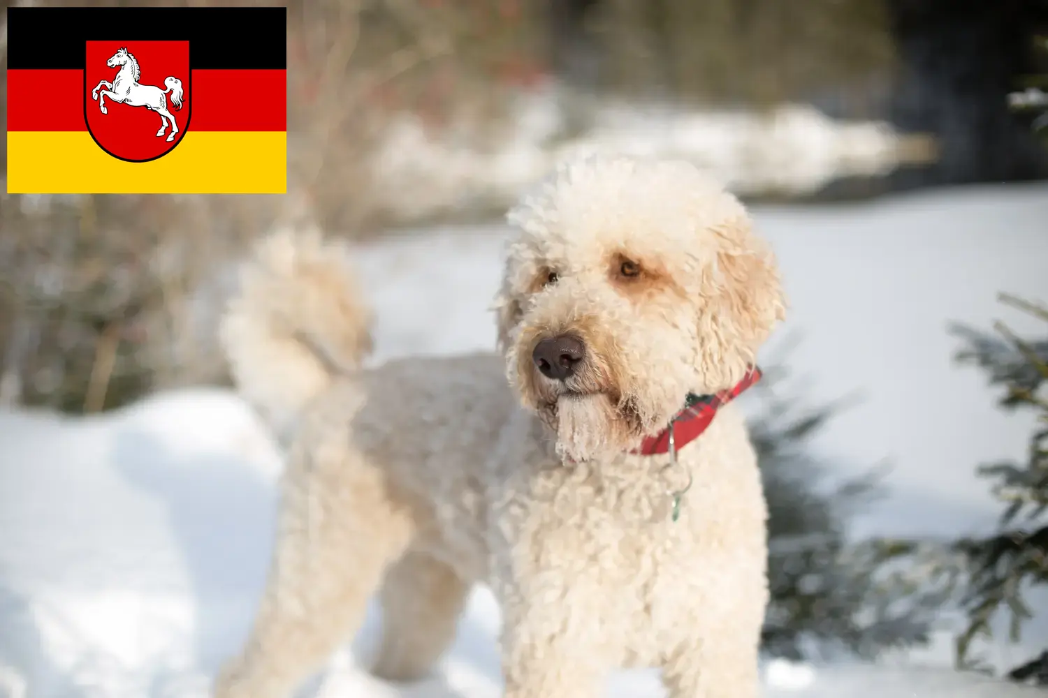 Read more about the article Labradoodle tenyésztők és kiskutyák Alsó-Szászországban