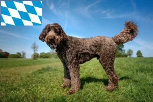 Read more about the article Labradoodle tenyésztők és kiskutyák Bajorországban
