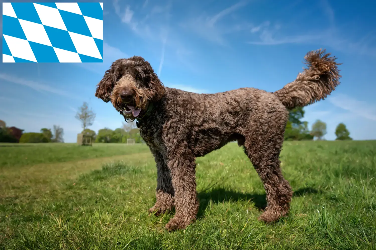 Read more about the article Labradoodle tenyésztők és kiskutyák Bajorországban