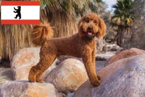 Read more about the article Labradoodle tenyésztők és kiskutyák Berlinben