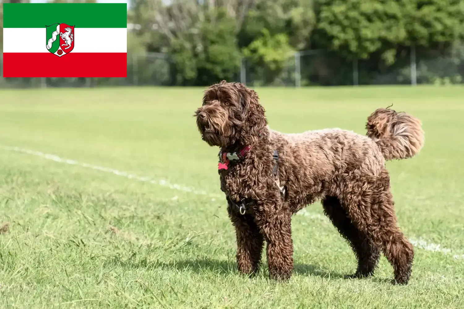 Read more about the article Labradoodle tenyésztők és kölyökkutyák Észak-Rajna-Vesztfáliában
