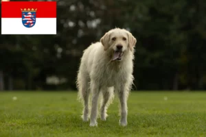 Read more about the article Labradoodle tenyésztők és kiskutyák Hessenben