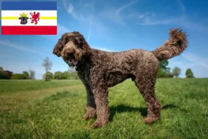 Read more about the article Labradoodle tenyésztők és kiskutyák Mecklenburg-Elő-Pomeránia tartományban