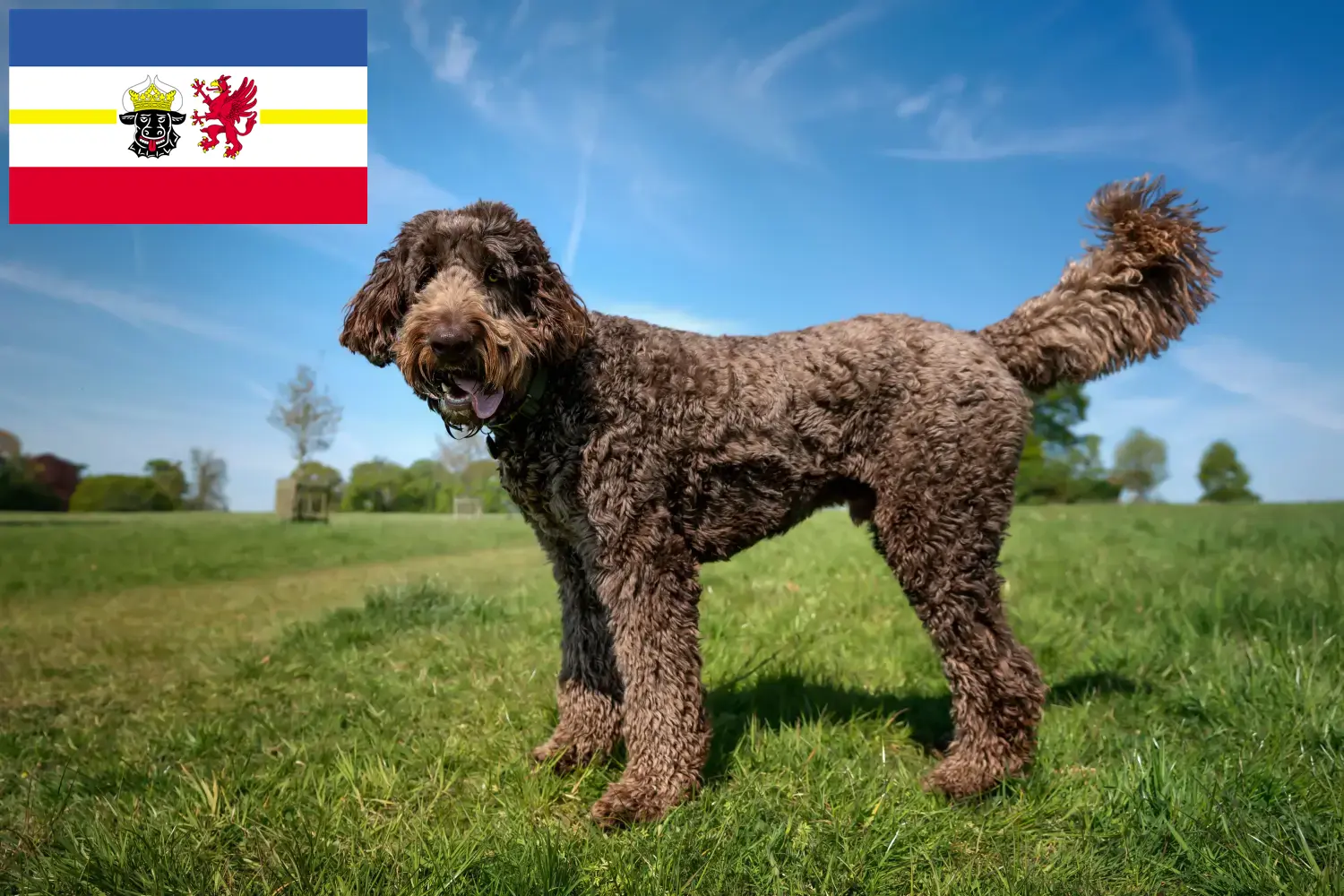 Read more about the article Labradoodle tenyésztők és kiskutyák Mecklenburg-Elő-Pomeránia tartományban
