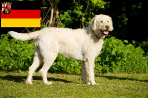 Read more about the article Labradoodle tenyésztők és kiskutyák Rajna-vidék-Pfalzban