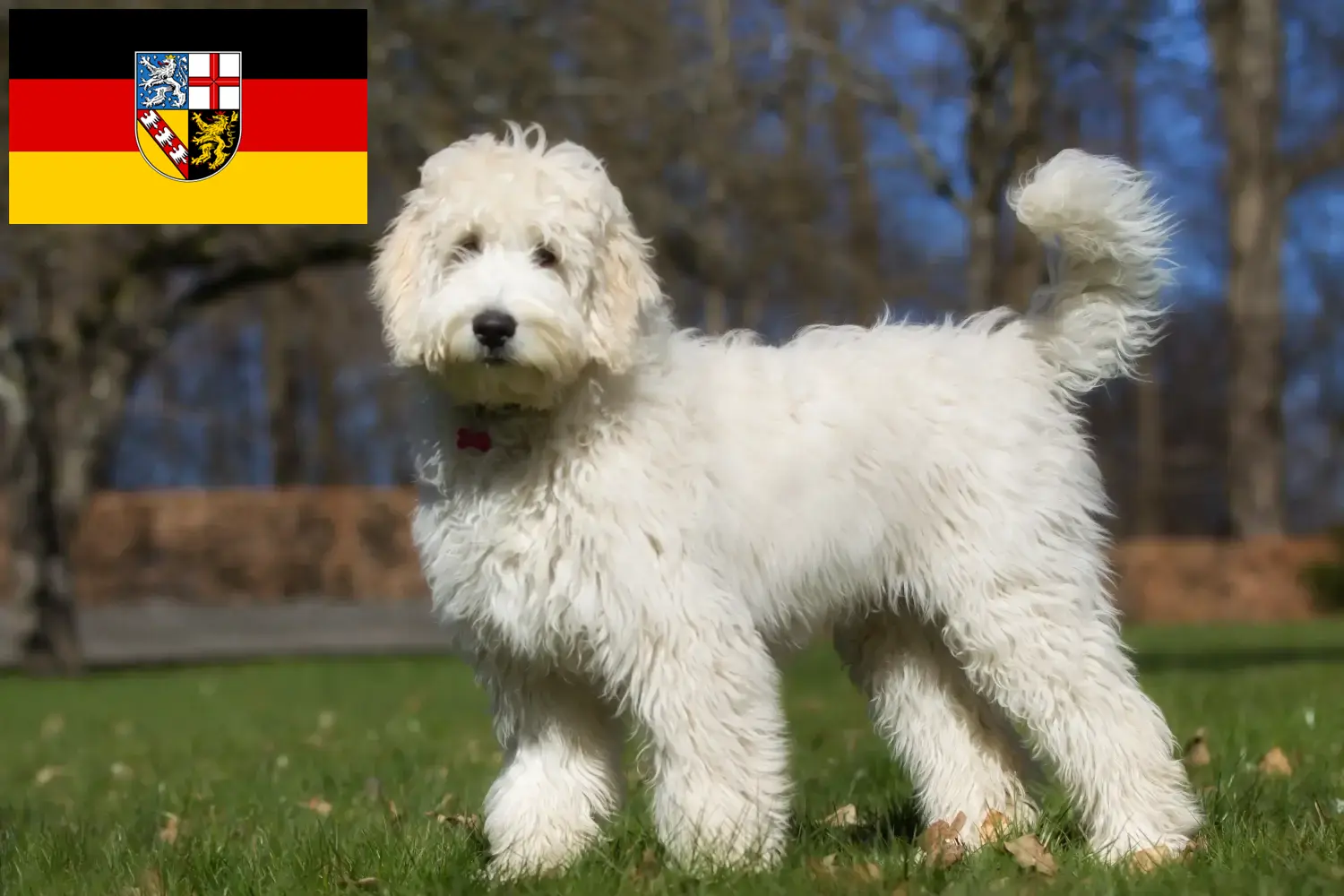 Read more about the article Labradoodle tenyésztők és kölykök Saarlandban