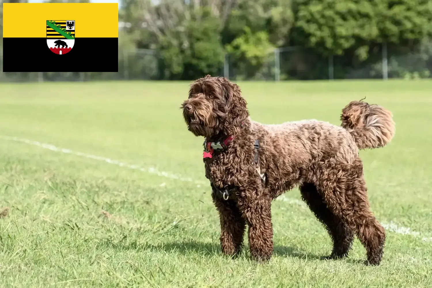 Read more about the article Labradoodle tenyésztők és kiskutyák Szász-Anhaltban