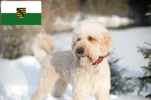Read more about the article Labradoodle tenyésztők és kiskutyák Szászországban