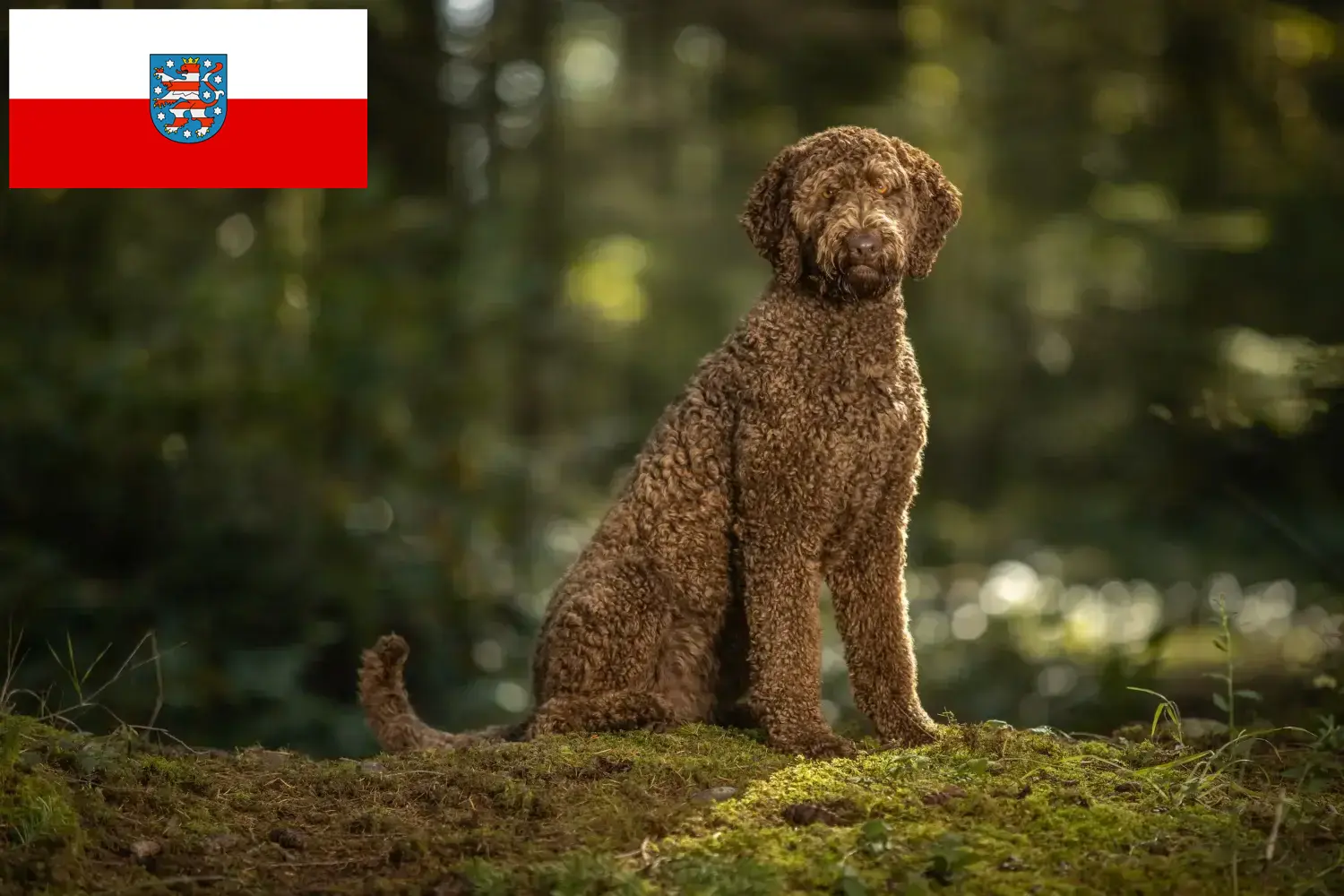 Read more about the article Labradoodle tenyésztők és kölykök Türingiában