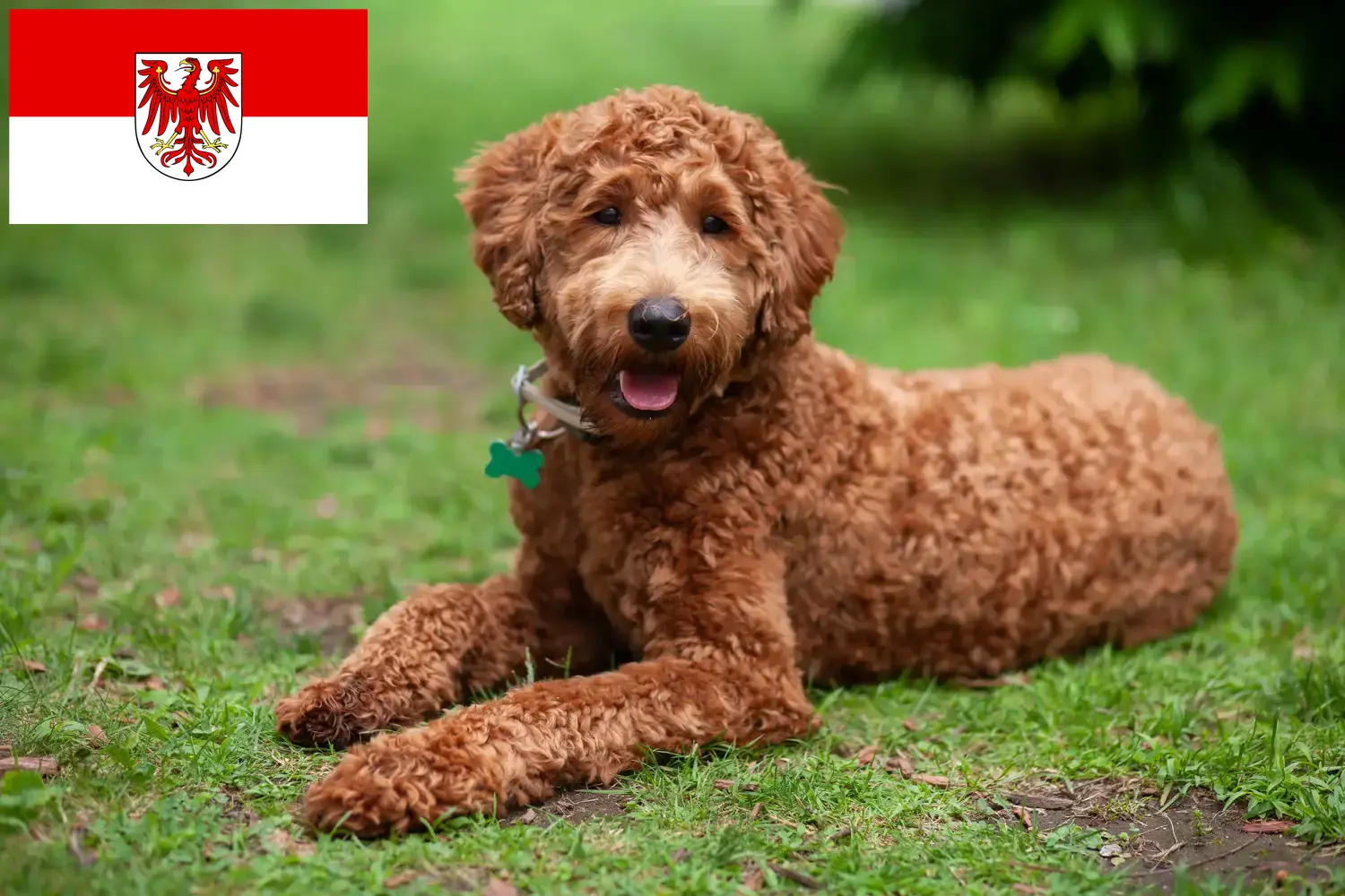 Read more about the article Labradoodle tenyésztők és kölykök Brandenburgban