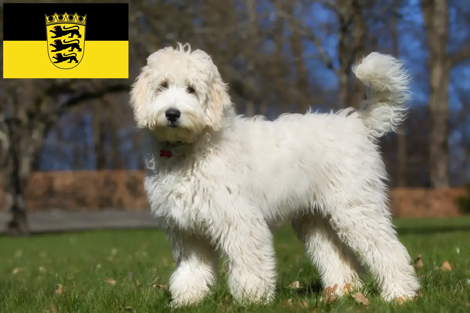 Read more about the article Labradoodle tenyésztők és kölykök Baden-Württembergben