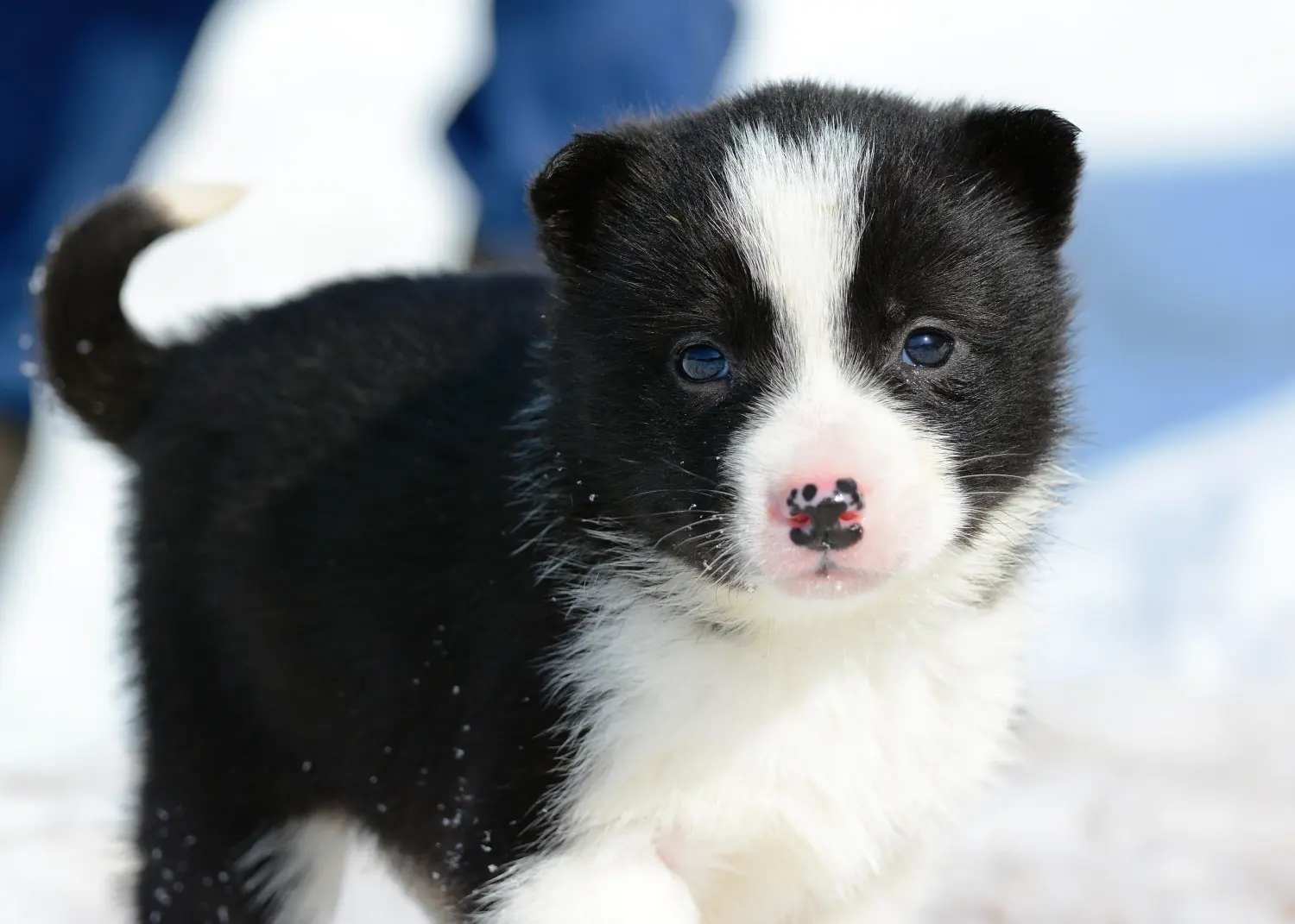 Laika kölyökkutya vásárlása felelősségvállalást jelent! Vásároljon Laika kiskutyákat.