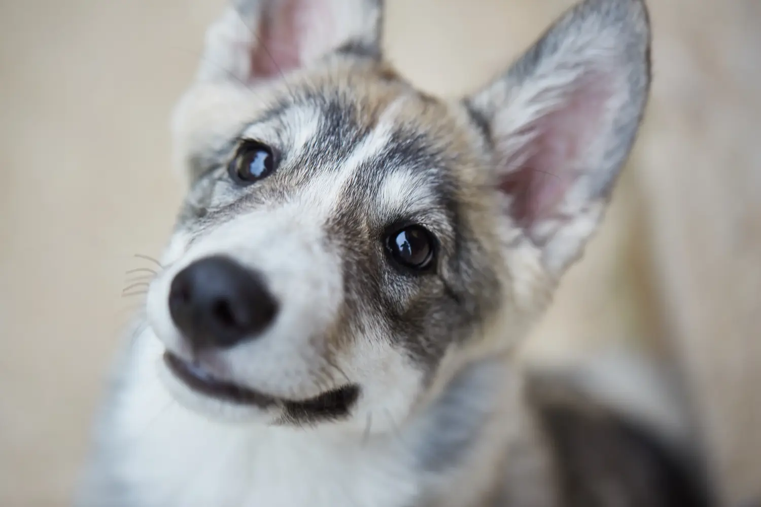 Laika kölyökkutya vásárlása felelősségvállalást jelent! Vásároljon Laika kiskutyákat.