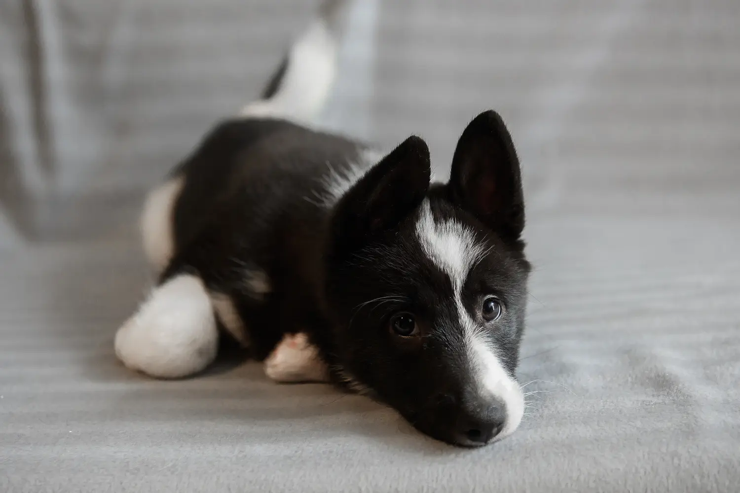 Laika kölyökkutya vásárlása felelősségvállalást jelent! Vásároljon Laika kiskutyákat.