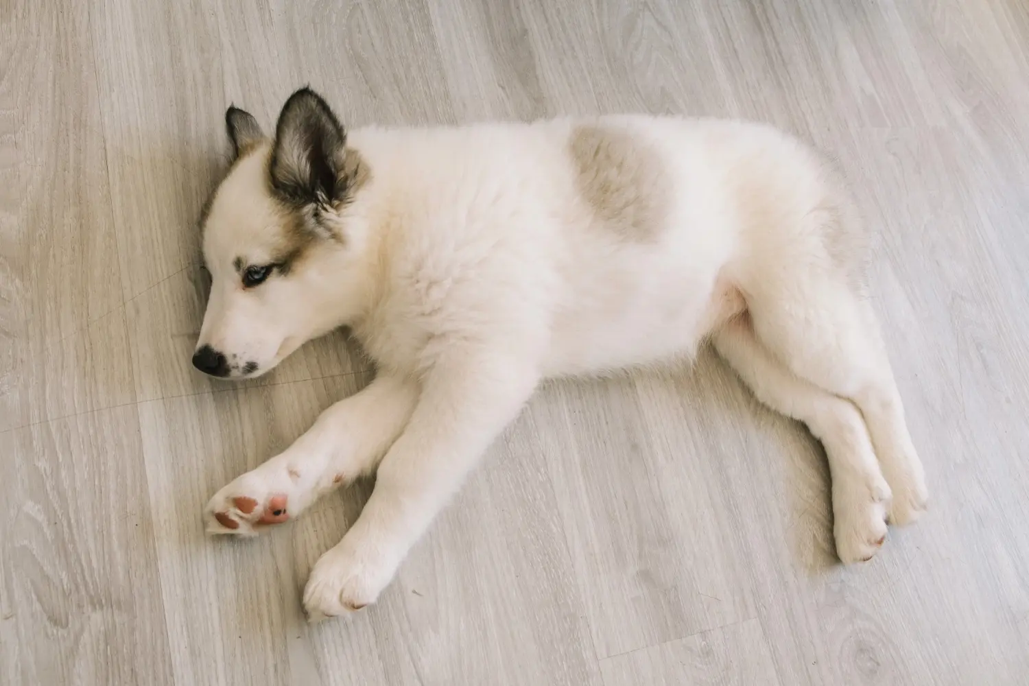 Laika kölyökkutya vásárlása felelősségvállalást jelent! Vásároljon Laika kiskutyákat.