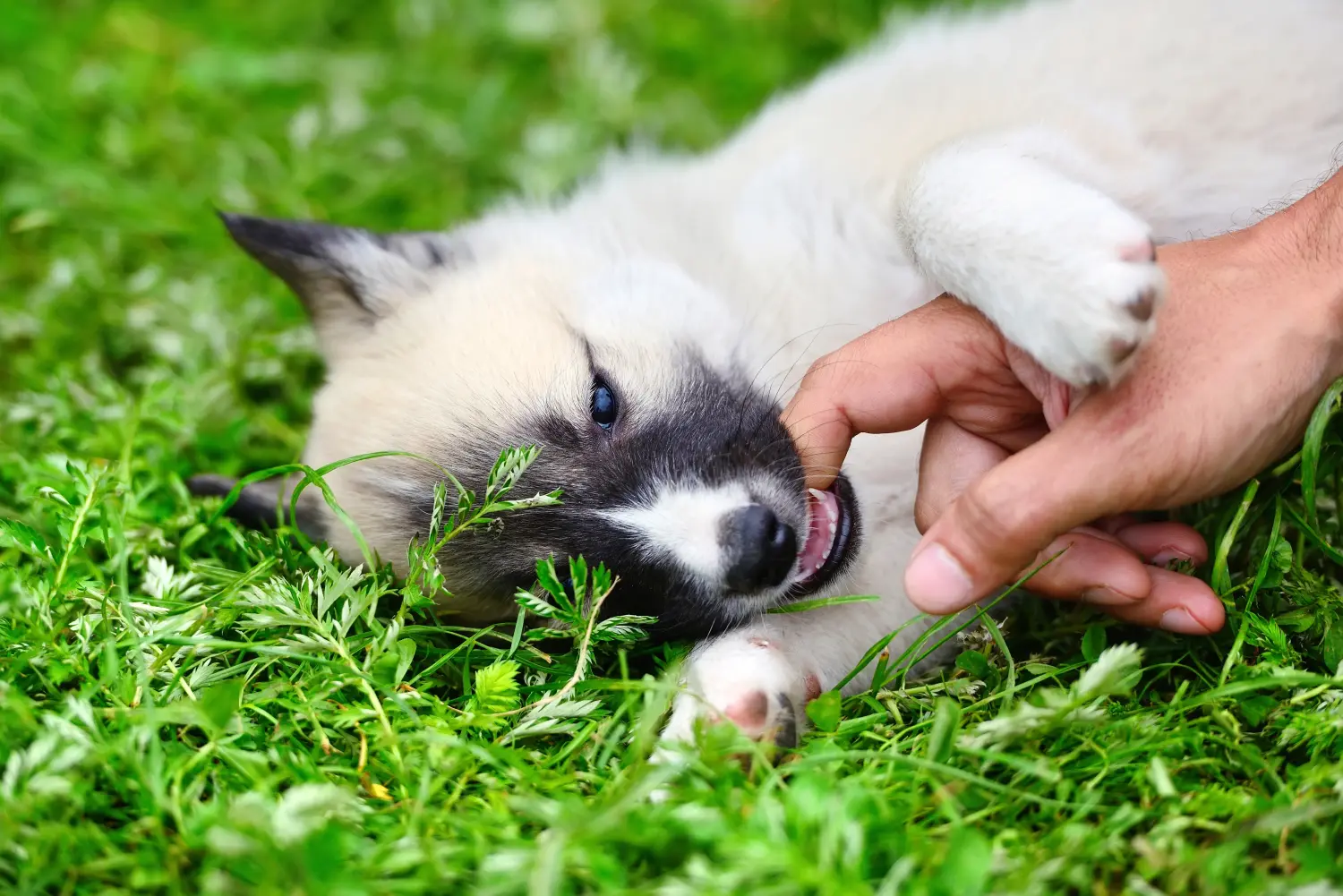 Laika kölyökkutya vásárlása felelősségvállalást jelent! Vásároljon Laika kiskutyákat.