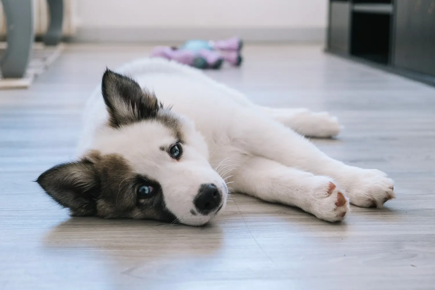 Laika kölyökkutya vásárlása felelősségvállalást jelent! Vásároljon Laika kiskutyákat.
