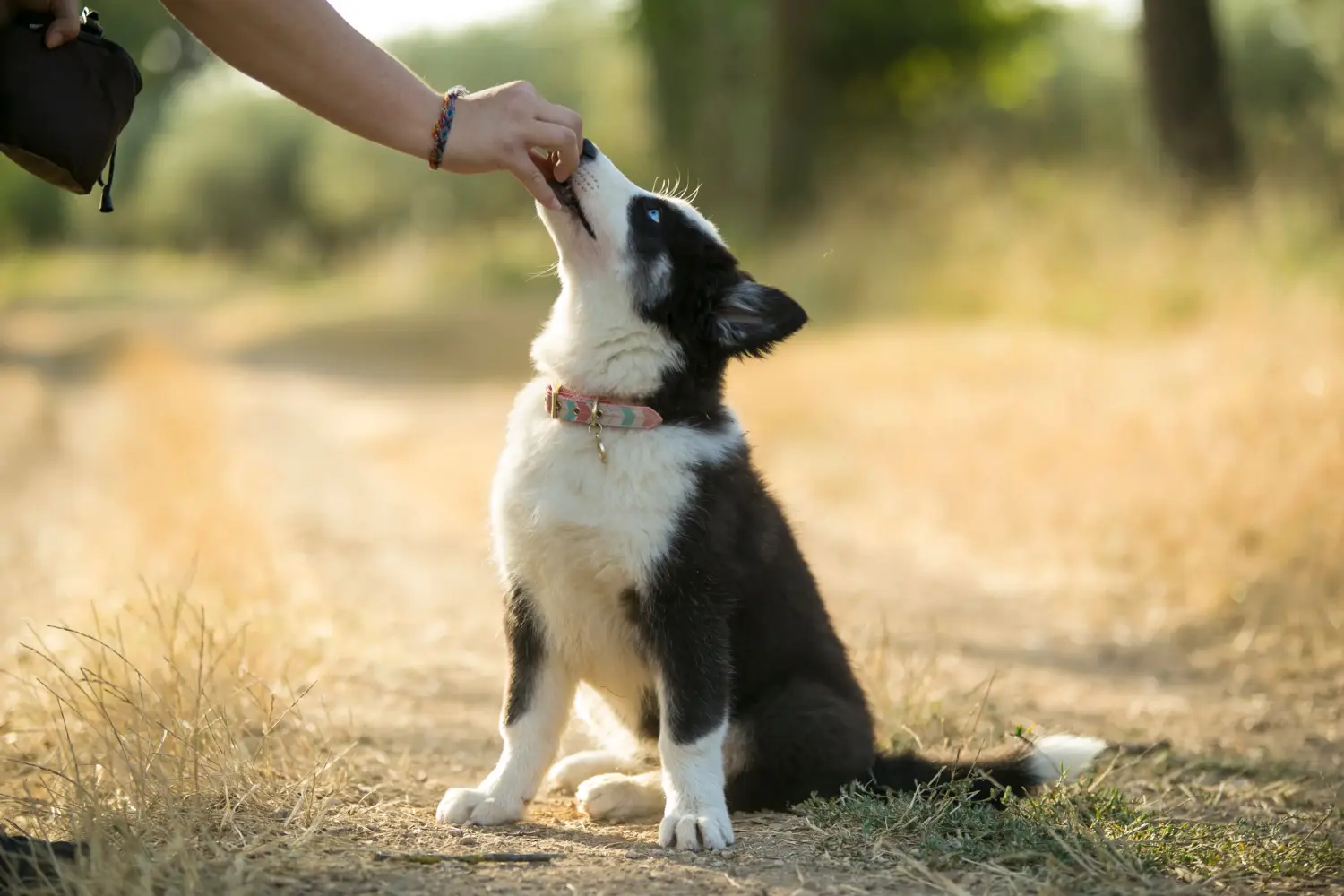 Laika kölyökkutya vásárlása felelősségvállalást jelent! Vásároljon Laika kiskutyákat.