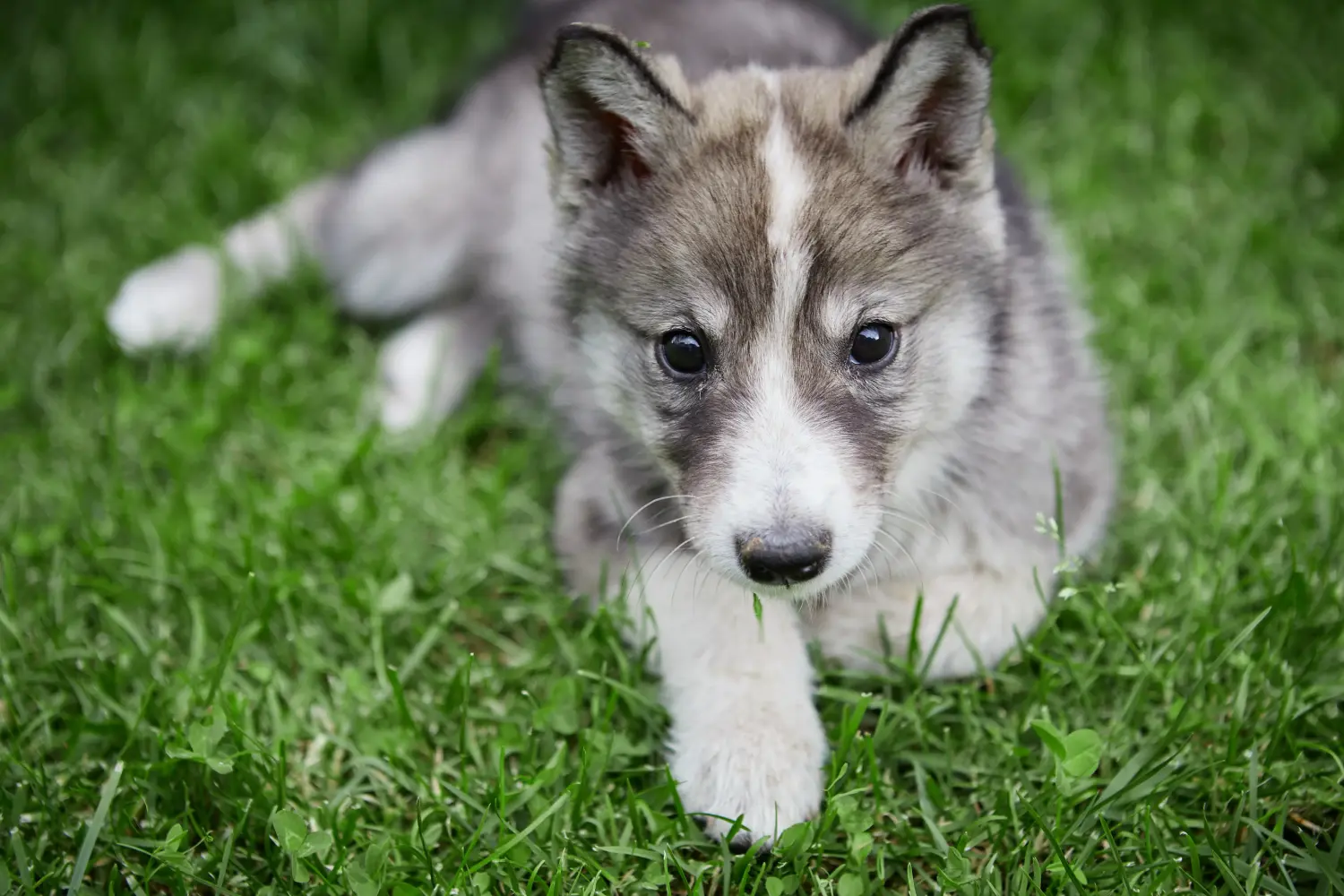 Laika kölyökkutya vásárlása felelősségvállalást jelent! Vásároljon Laika kiskutyákat.
