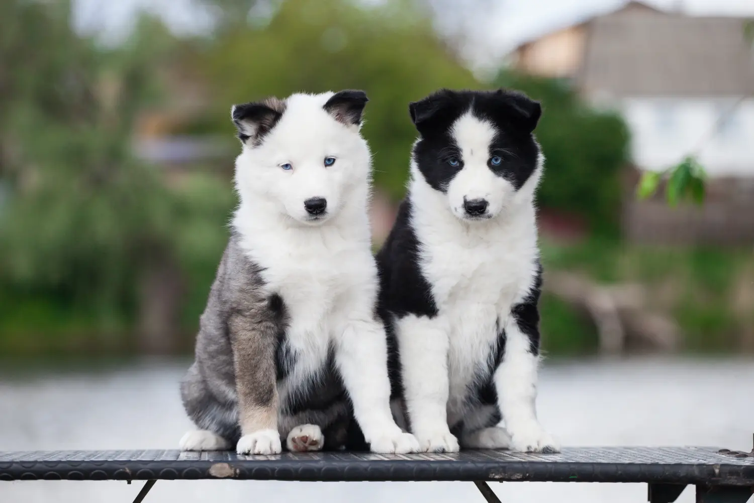 Laika kölyökkutya vásárlása felelősségvállalást jelent! Vásároljon Laika kiskutyákat.