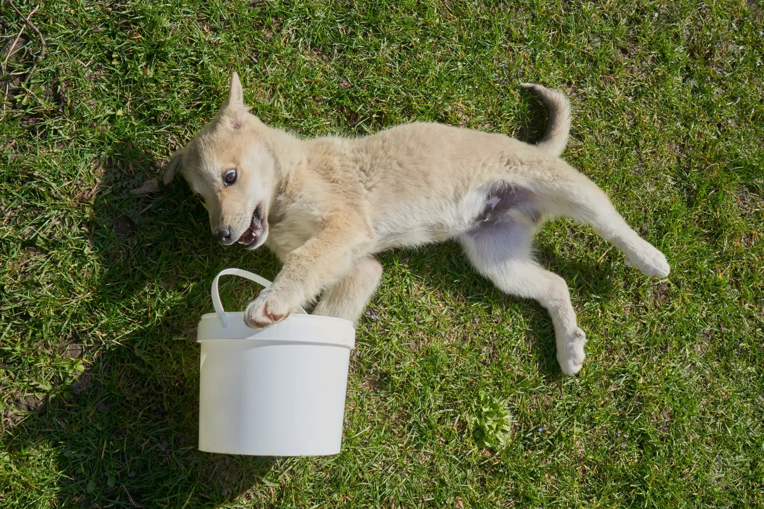 Laika kölyökkutya vásárlása felelősségvállalást jelent! Vásároljon Laika kiskutyákat.