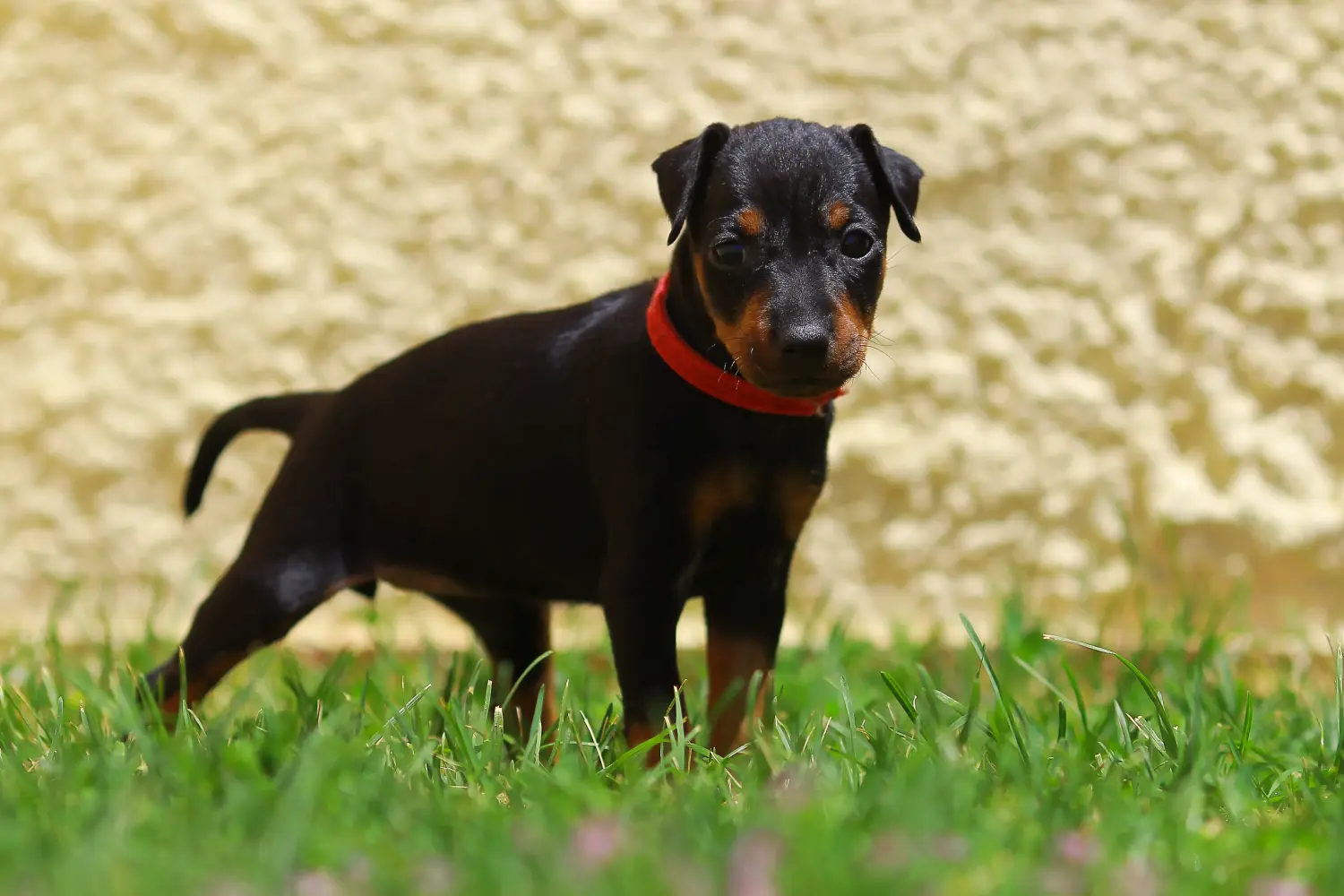 Manchester terrier kölyökkutya vásárlása felelősségvállalást jelent! Manchester terrier kiskutyák vásárlása.